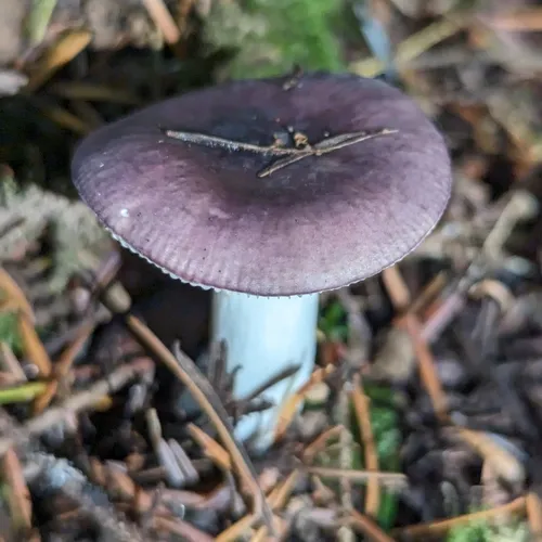 Russula pseudotsugarum