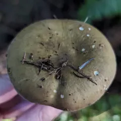 Darkening Brittlegill thumbnail 2