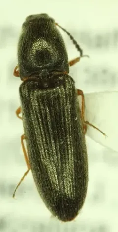 Troublesome Click Beetle thumbnail 2