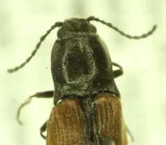 Ochre Click Beetle thumbnail 3