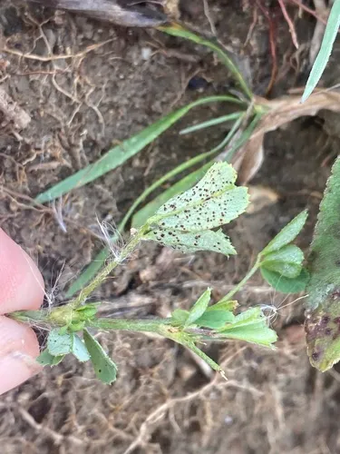 Sweetclover Rust