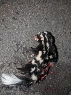 Western Spotted Skunk thumbnail 3