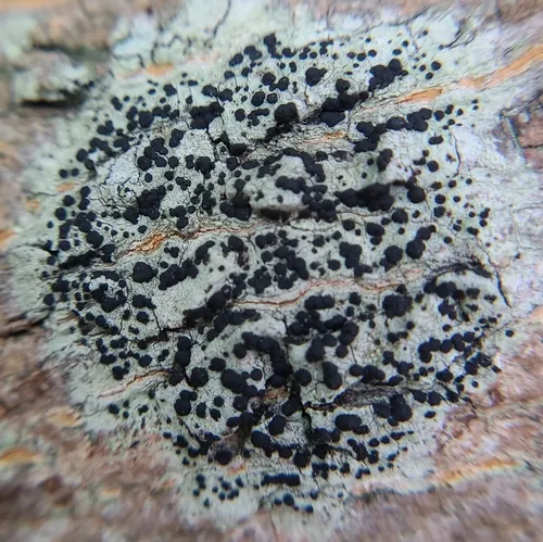 Common Button Lichen