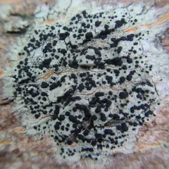 Common Button Lichen thumbnail 1