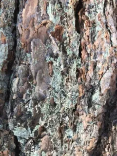 Lepraria caesiella thumbnail 1