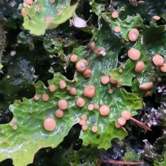 Cabbage Lung Lichen thumbnail 4