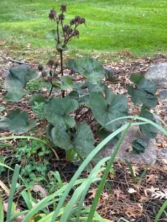Leopardplant thumbnail 4