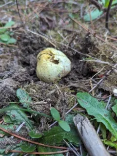 Rhizopogon occidentalis thumbnail 3