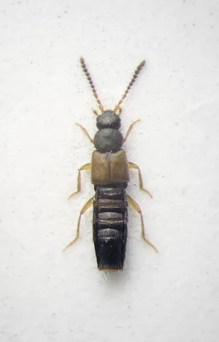 Atheta savardae