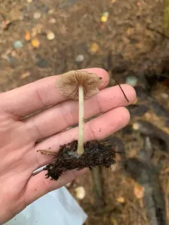 Pluteus pallidus thumbnail 2
