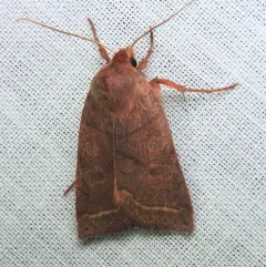 Pointed Sallow thumbnail 4