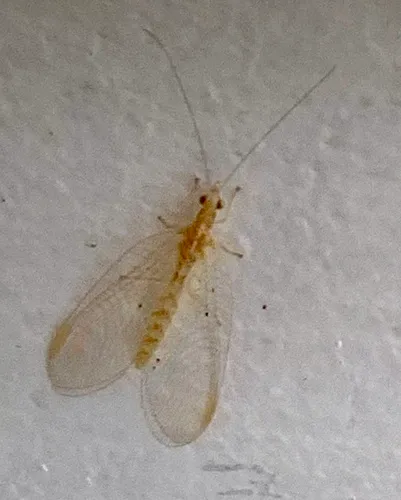 Weeping Green Lacewing