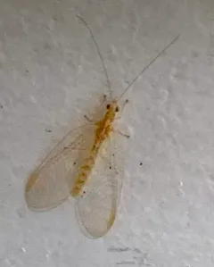 Weeping Green Lacewing thumbnail 1