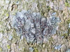 Lecania naegelii thumbnail 3