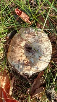 milk-white brittlegill thumbnail 3