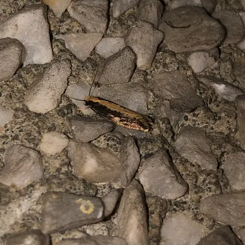 Bird Nest Moth