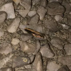 Bird Nest Moth thumbnail 1