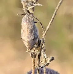 Hill-Prairie Spittlebug thumbnail 3