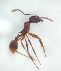 Tawny Collared Ant thumbnail 1