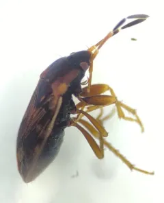 Cryphula trimaculata thumbnail 1
