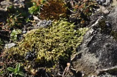 Sandwort Homalothecium Moss thumbnail 3