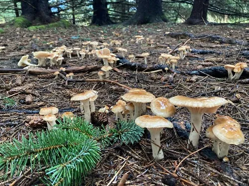 Hygrophorus monticola