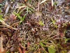 Sharp-pod Pepper-grass thumbnail 4