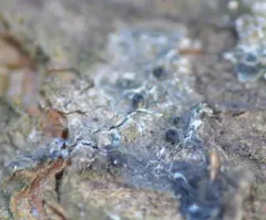 Claussenomyces olivaceus thumbnail 4
