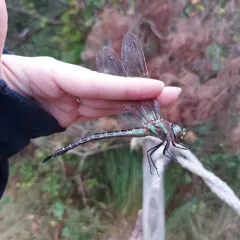 Swamp Darner thumbnail 4
