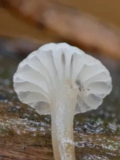 Mycena vulgaris thumbnail 1