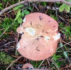 Russula mordax thumbnail 2