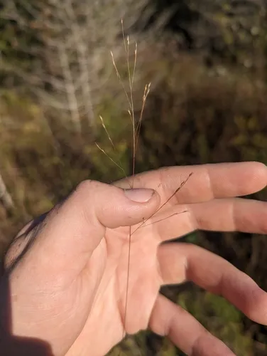 Wiry Witch Grass