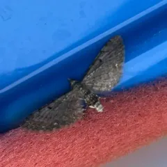 Common Eupithecia Moth thumbnail 4