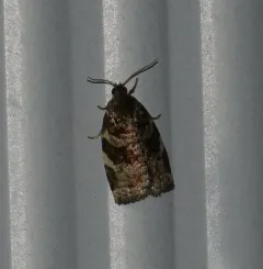Archips myricana thumbnail 3