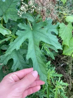 Korean mulberry thumbnail 2