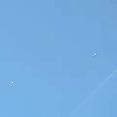 Northern Harrier thumbnail 4