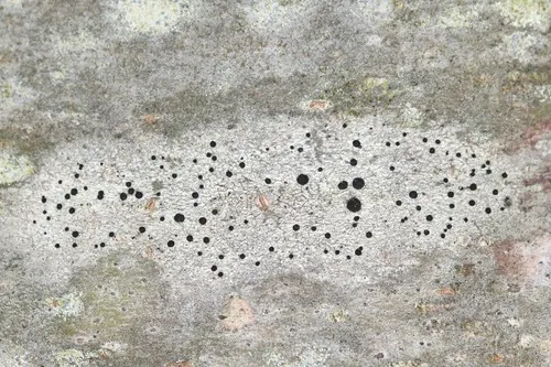 Chrismofulvea dialyta