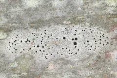 Chrismofulvea dialyta thumbnail 1