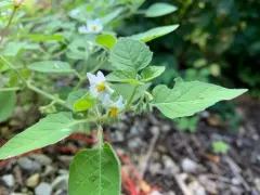 Hairy Nightshade thumbnail 2