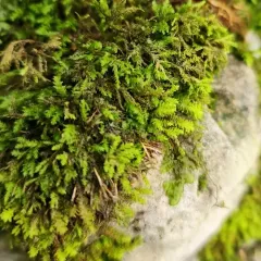 Dwarf Anomodon Moss thumbnail 4