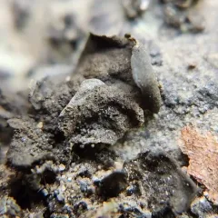 Crumpled Rock Tarpaper Lichen thumbnail 2
