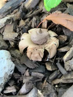 Geastrum morganii thumbnail 1