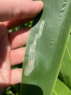 Corn Blotch Leafminer thumbnail 4