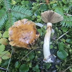 Calonarius elegantio-occidentalis thumbnail 2