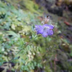 Franklin's Phacelia thumbnail 3