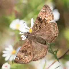 Horace's Duskywing thumbnail 1