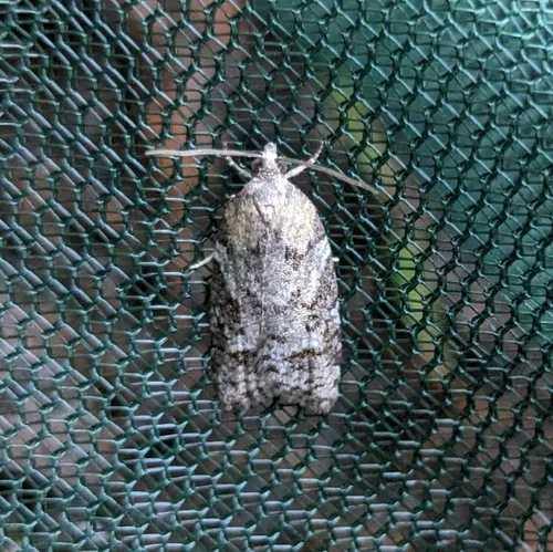 Western Black-headed Budworm