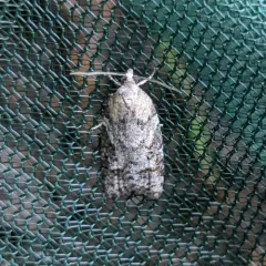 Western Black-headed Budworm thumbnail 1