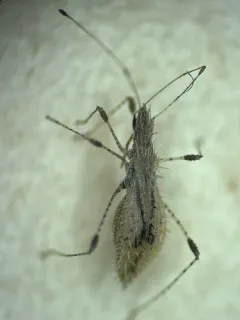 Hoplinus echinatus thumbnail 2