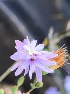 slenderstem lessingia thumbnail 2